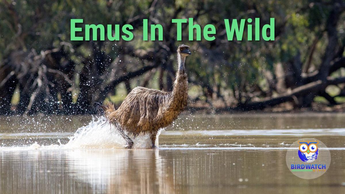 are-emus-dangerous-emus-in-the-wild