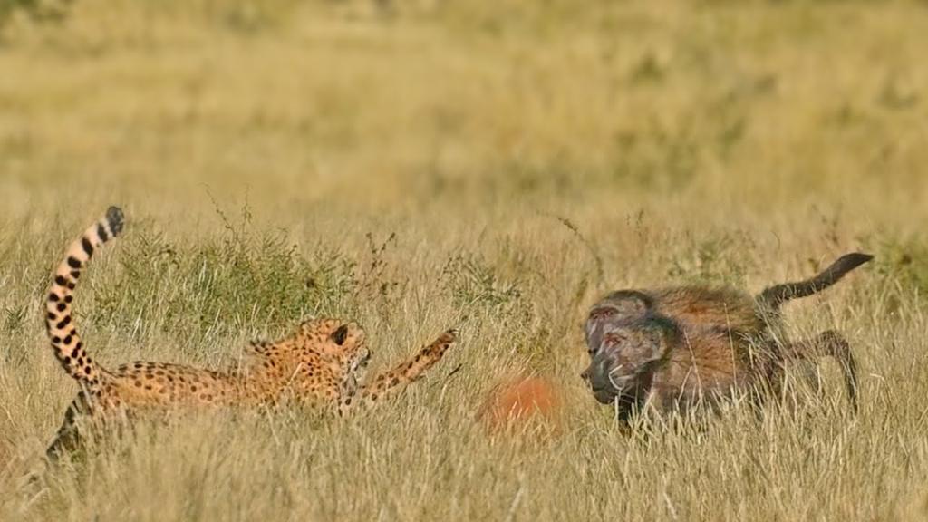 'Video thumbnail for Lost Cheetah Calling Brother Attracts Aggressive Baboons Instead'