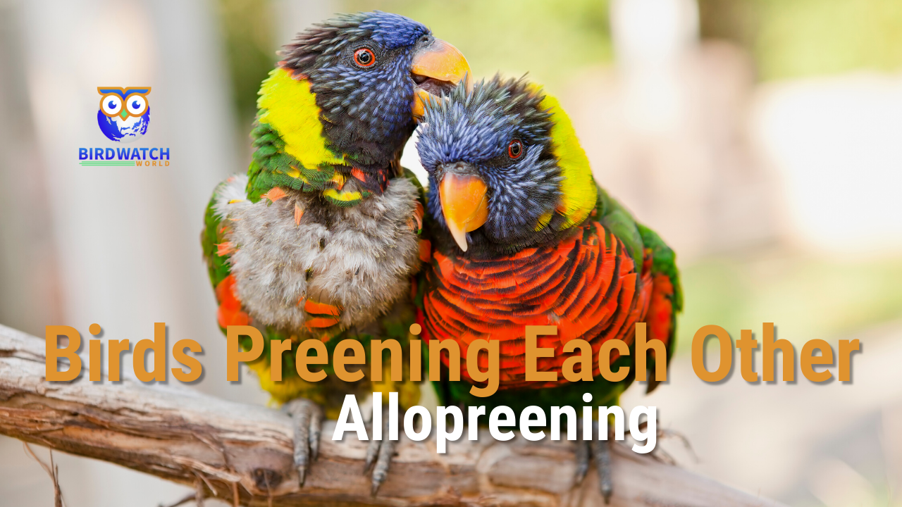 'Video thumbnail for Birds Preening Each Other (Allopreening) - Birdwatch World'