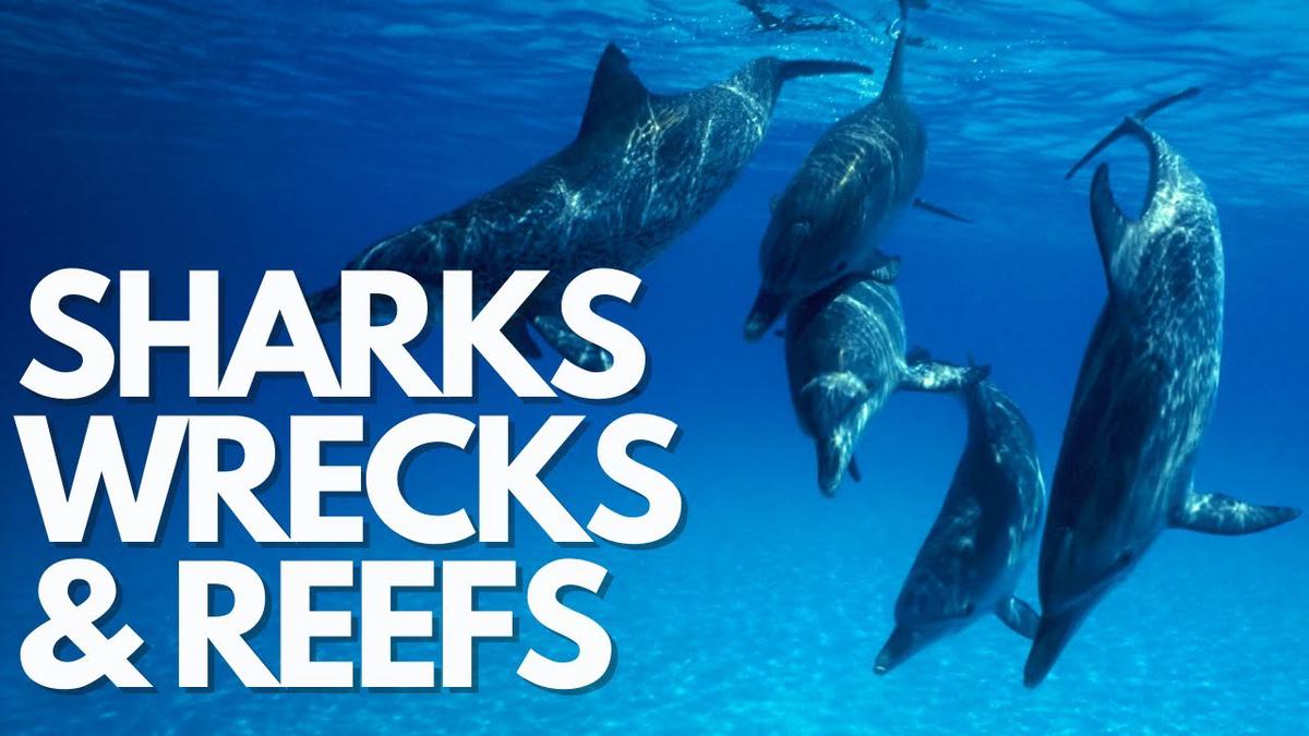 'Video thumbnail for 30-Min Relaxing Ocean Meditation In 1080p - Deep Sleep - Calming Music - Journey Through The Ocean'