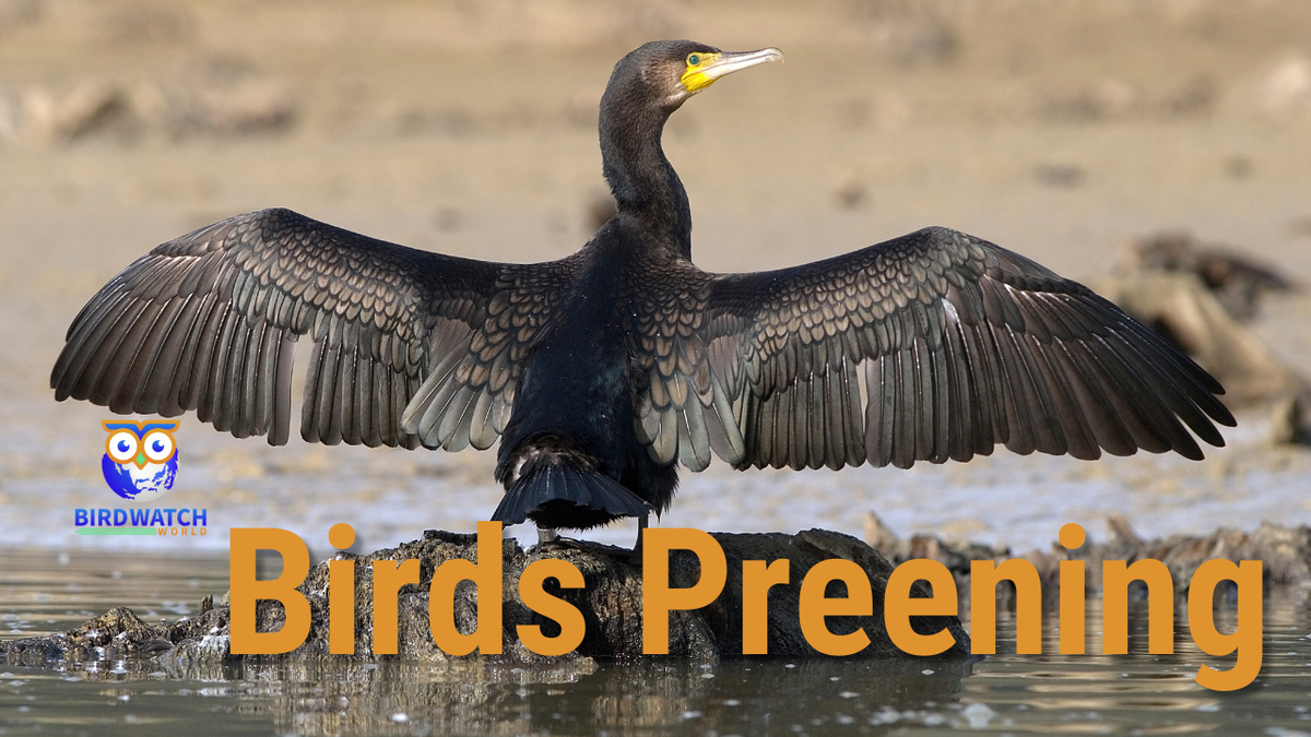 'Video thumbnail for Birds Fluffing Their Feathers After Preening'