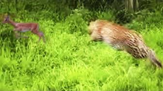'Video thumbnail for Leopard Stalks and Kills an Abandonded Impala Lamb'