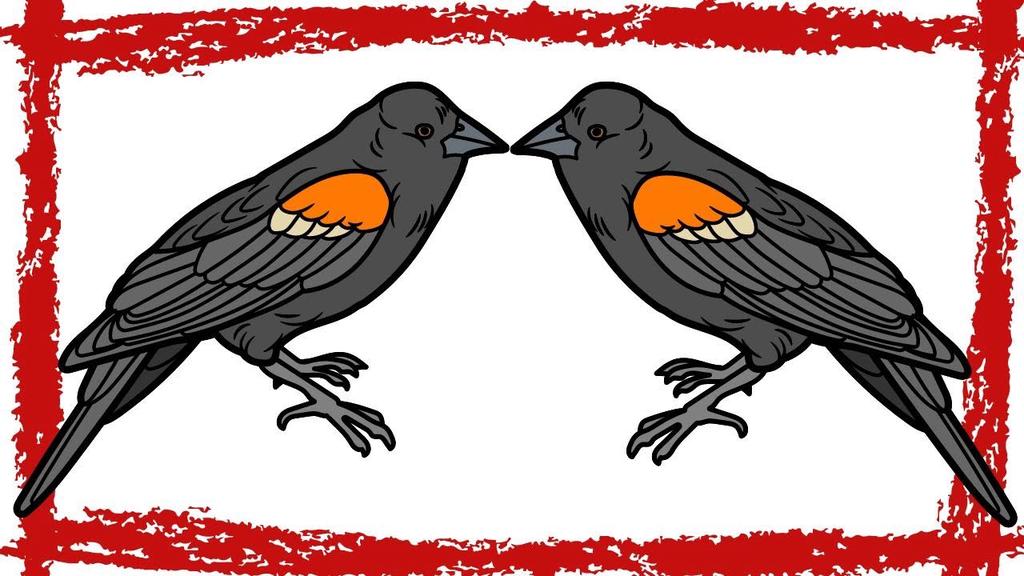 'Video thumbnail for 15 Minutes Red-winged Blackbird Calls/Sounds'