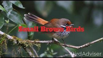 'Video thumbnail for Small Brown Birds'