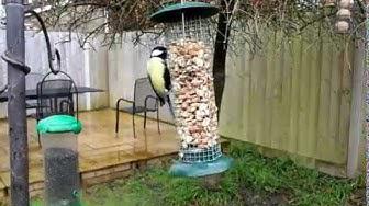 'Video thumbnail for Great Tit on Bird Feeder'