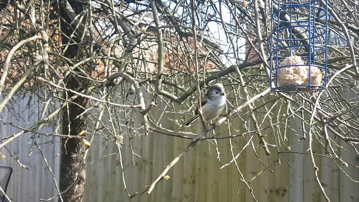 'Video thumbnail for Long Tail Tit on Bird Feeder'