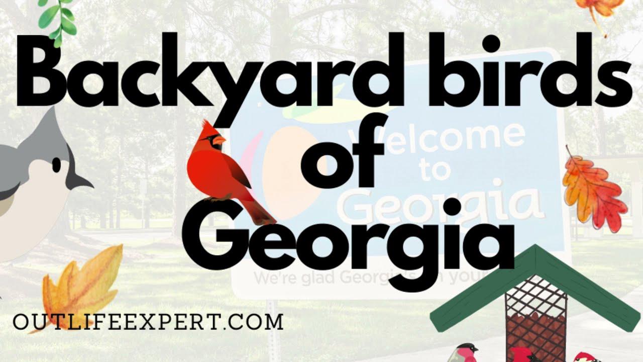 'Video thumbnail for Identify the most common backyard birds in Georgia.'