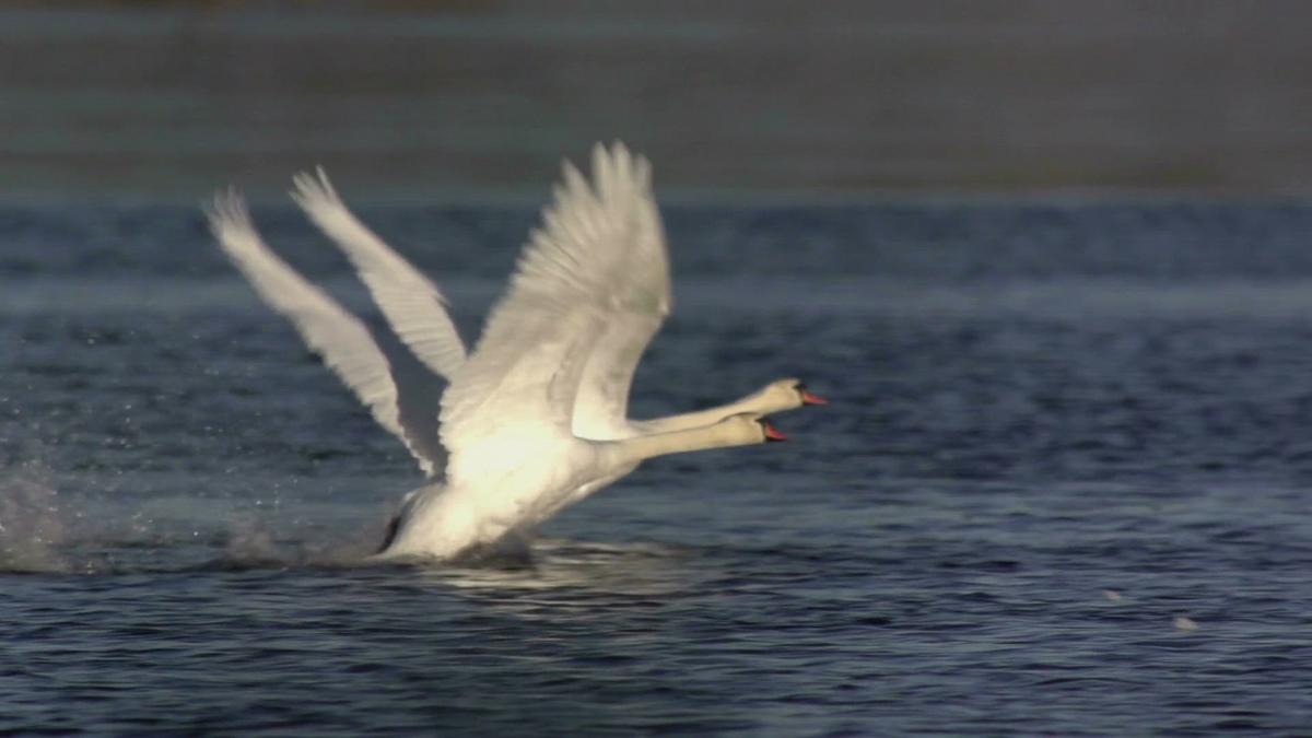 'Video thumbnail for Swans Taking Off '