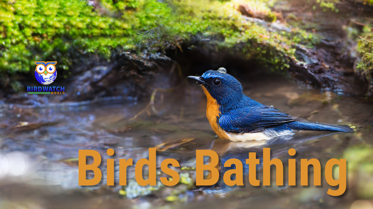 'Video thumbnail for How Do Birds Clean? - Bathing'
