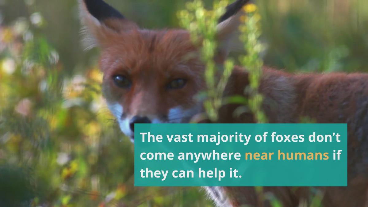 'Video thumbnail for Do Foxes Attack Humans And Are They Dangerous?'