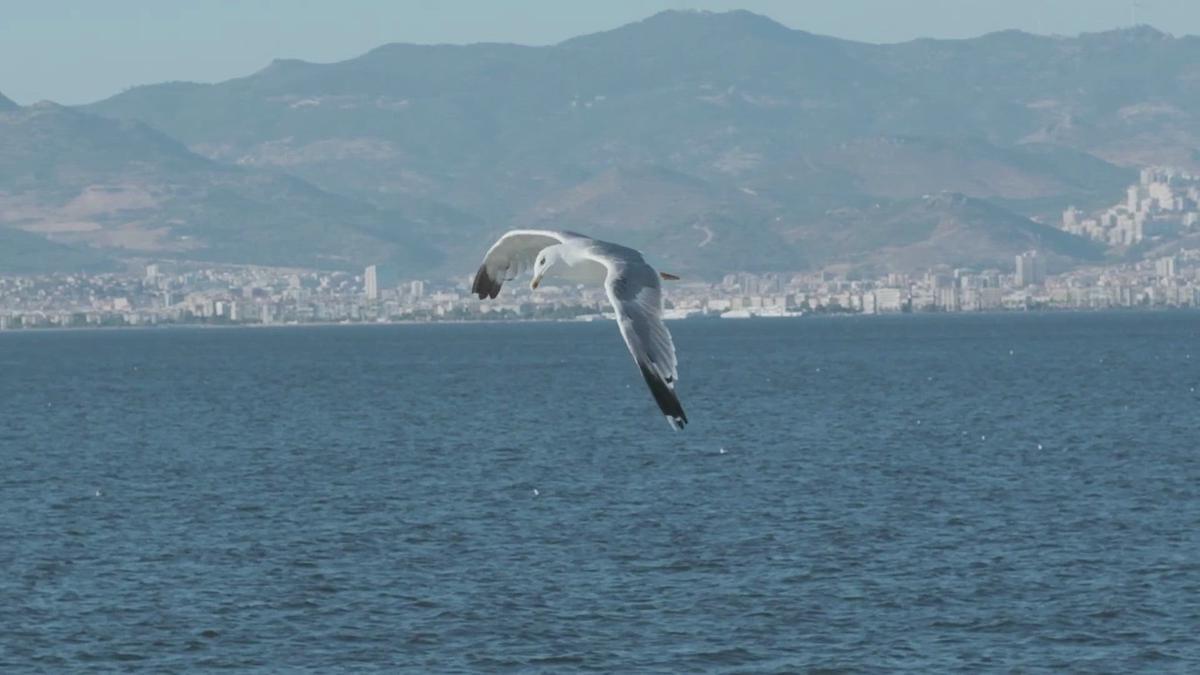 'Video thumbnail for Flying Birds Montage - Slow motion of birds in flight'