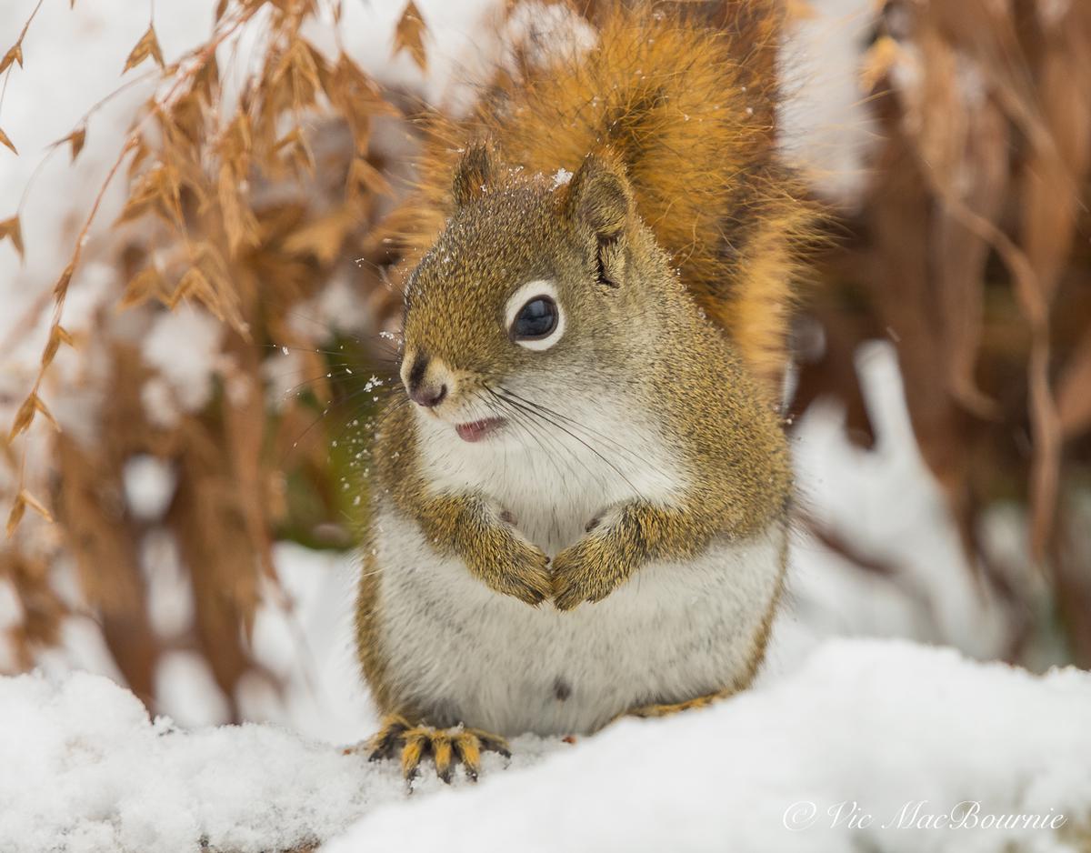 'Video thumbnail for Pentax F* 300mm f4.5 ED IF: My favourite wildlife lens'