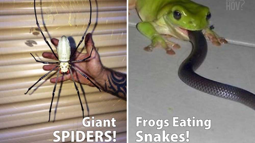 'Video thumbnail for The World's Scariest Animals Can Be Seen In Australia. Here Are 22 Most Weird Australian Animals - Science & Nature'