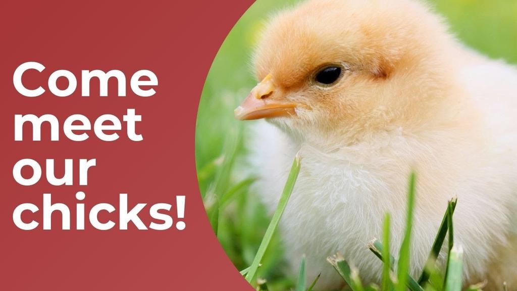 'Video thumbnail for Come meet our chicks!'
