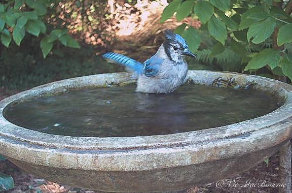 'Video thumbnail for Blue Jay at Bird bath'