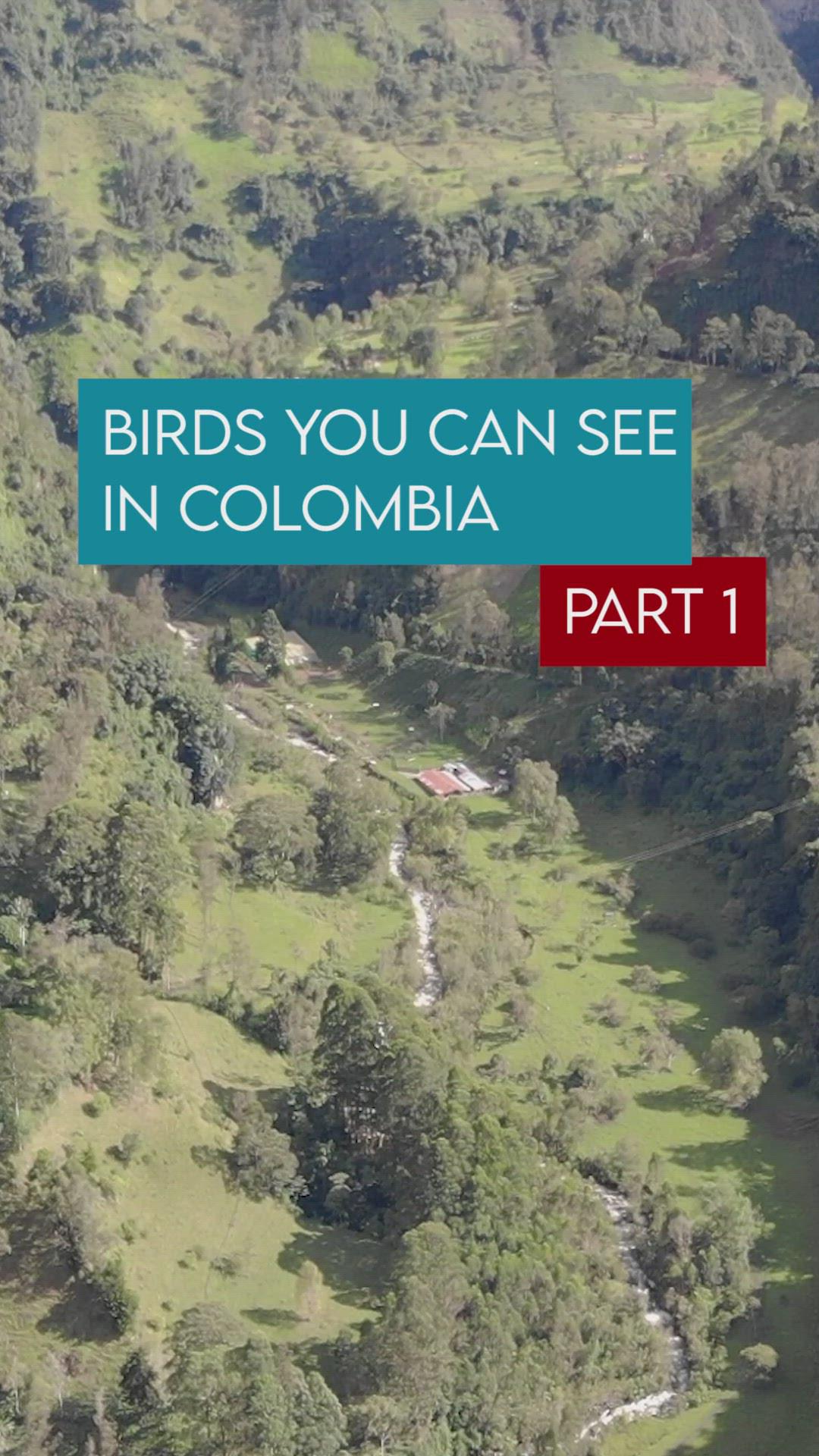 'Video thumbnail for Birds in Colombia'