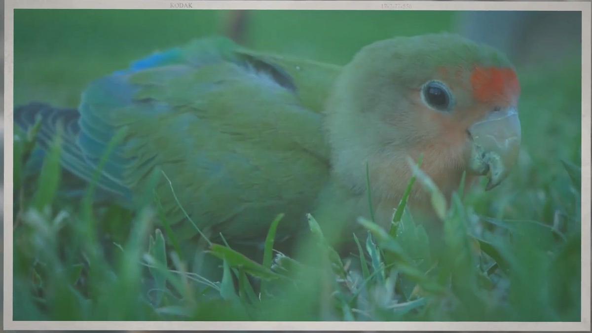 'Video thumbnail for Black billed amazon'
