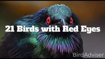 'Video thumbnail for 21 Birds with Red Eyes'