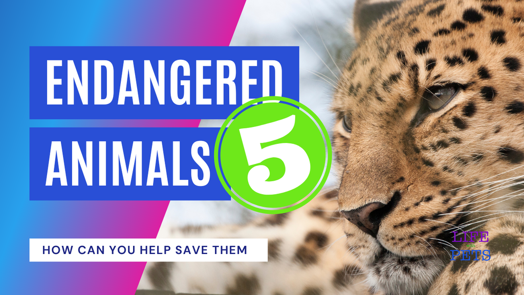'Video thumbnail for 5 of the most endangered animals in the World'