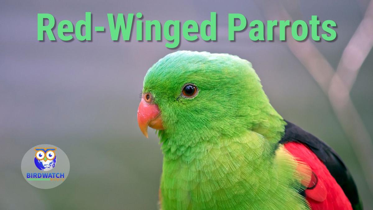 'Video thumbnail for Parrots Found In New South Wales - Red-winged Parrots'