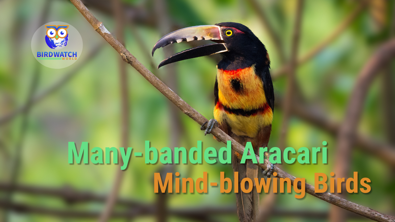 'Video thumbnail for Many-Banded Aracari'