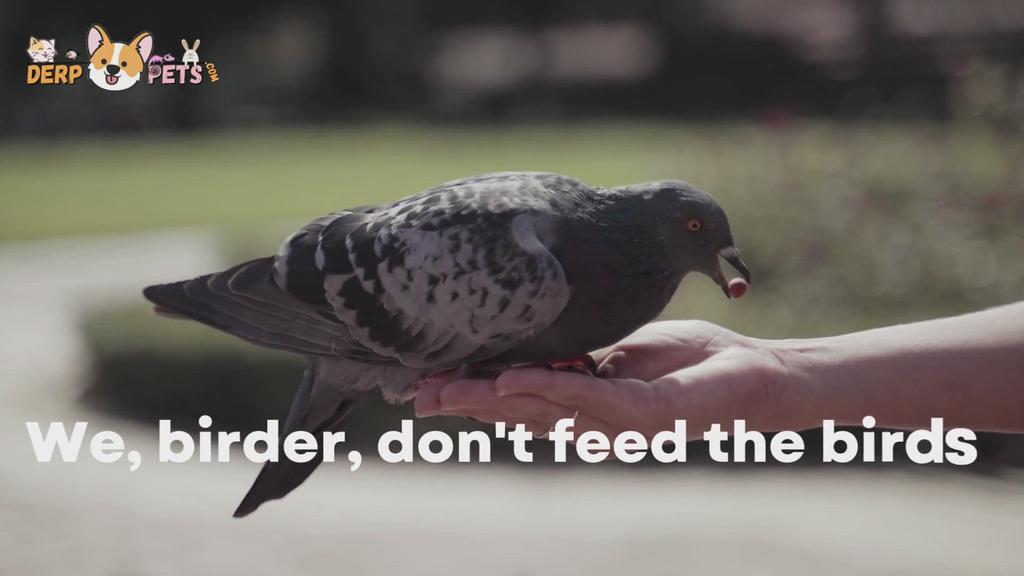 'Video thumbnail for Birds'