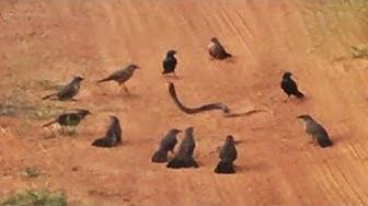 'Video thumbnail for ANGRY BIRDS GANG UP & ATTACK SNAKE'