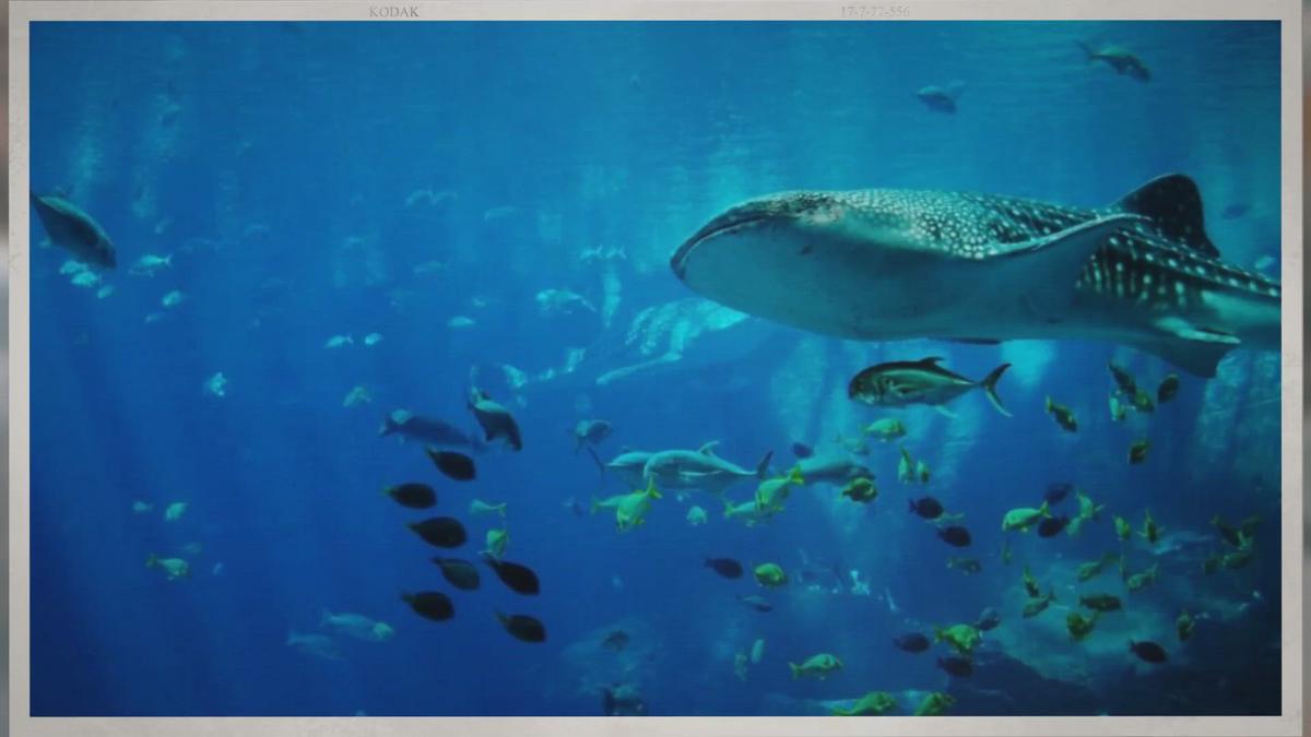 'Video thumbnail for How Long Does a Scuba Tank Last?'