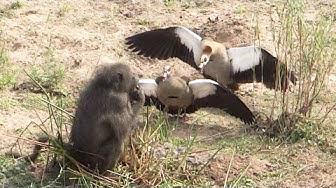 'Video thumbnail for Geese Brutally Attack Hungry Baboon'