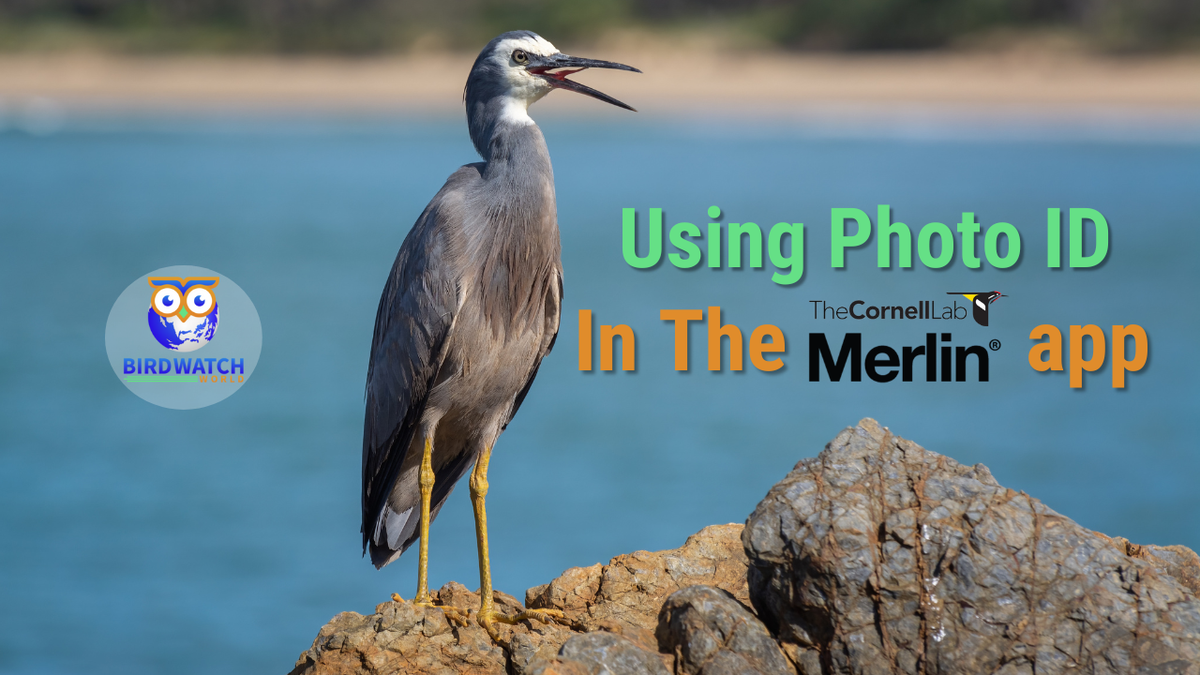 'Video thumbnail for Using The Photo ID Feature In The Merlin Bird App'