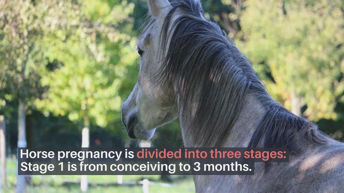 'Video thumbnail for All About Horse Pregnancy'