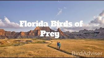 'Video thumbnail for Florida Birds of Prey'