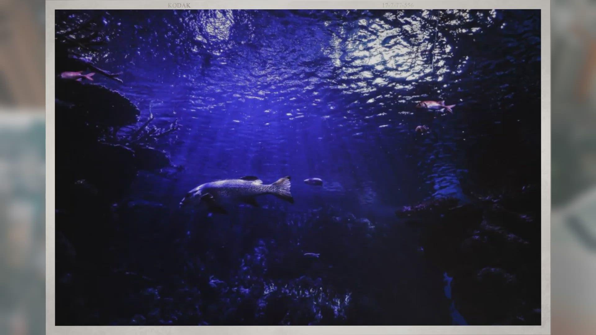 'Video thumbnail for How Deep Can Scuba Divers Dive?'