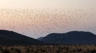 'Video thumbnail for Epic Swarm of 100,000+ Birds Dance in the Sky'