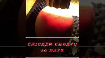 'Video thumbnail for Chicken Embryo 10 Days Video'