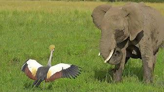 'Video thumbnail for Brave Bird Chases Elephants from Nest'