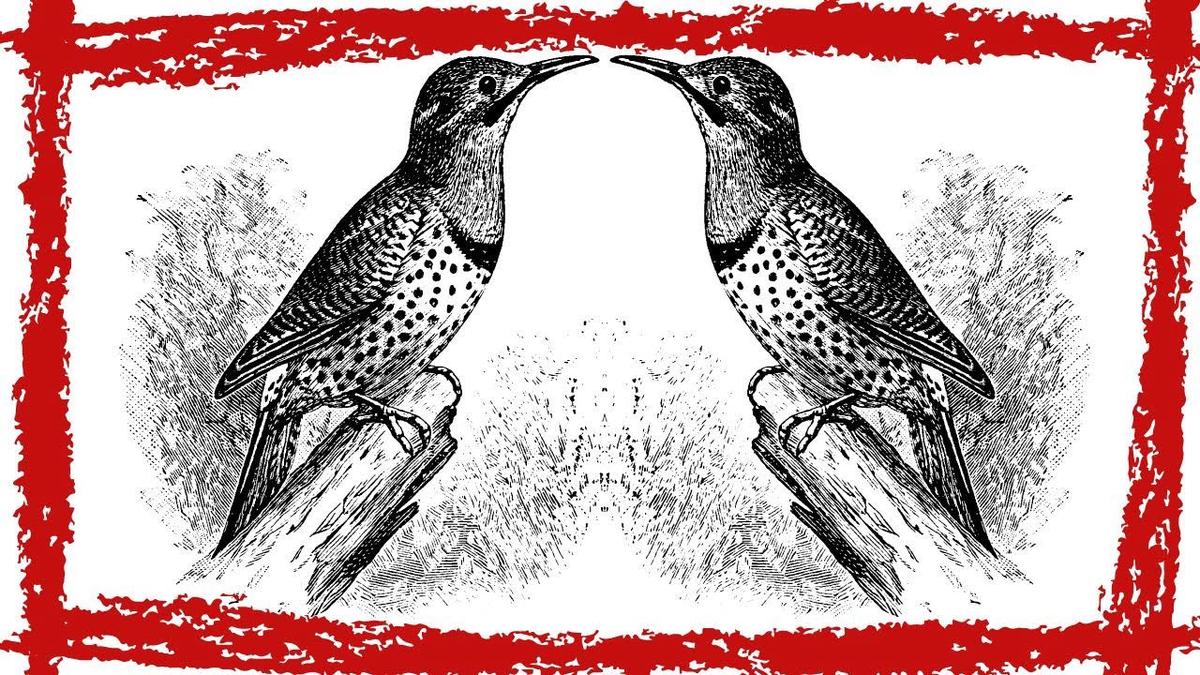 'Video thumbnail for 15 Minutes Northern Flicker Call/Song/Sound'