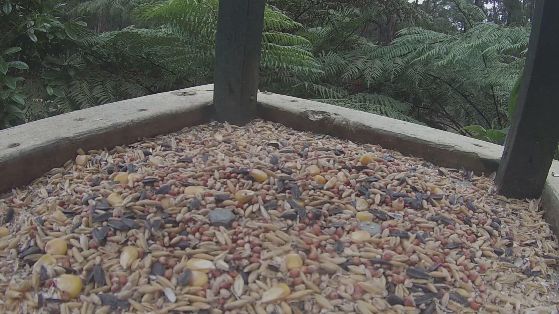 'Video thumbnail for Crimson Rosellas and Common Bronzewings Feeding At A Bird Feeder'