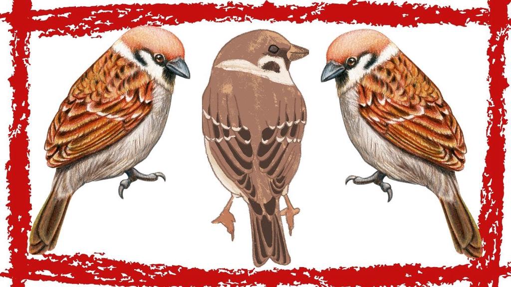 'Video thumbnail for 15 Minutes White-throated Sparrow Song/Calls/Sounds'