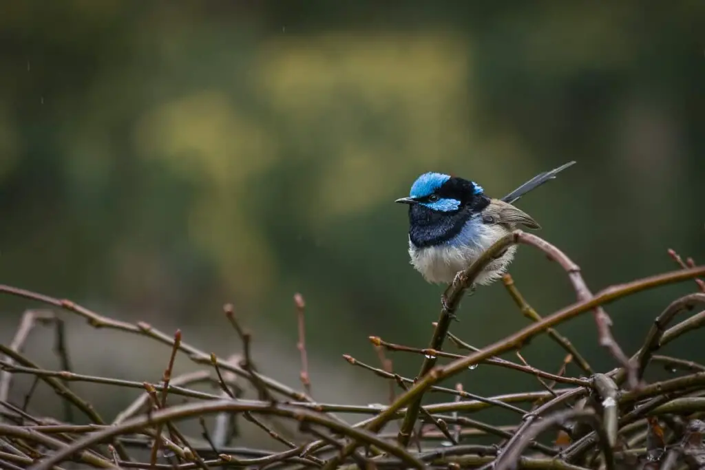a male Superb Fairywren bird perched on a stick