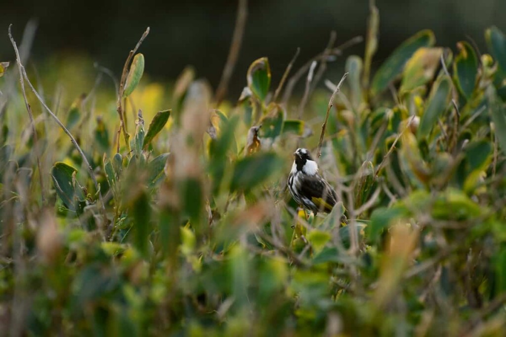 a white-cheeked honeyeater bird hiding in bushes