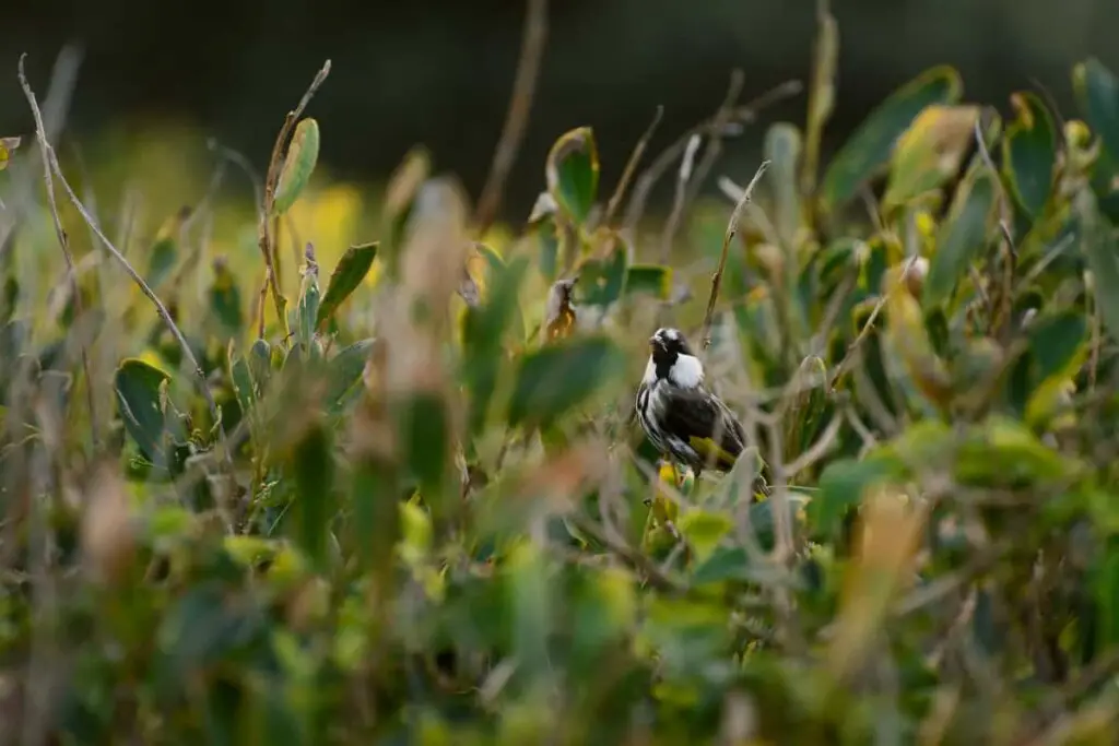 a white-cheeked honeyeater bird hiding in bushes