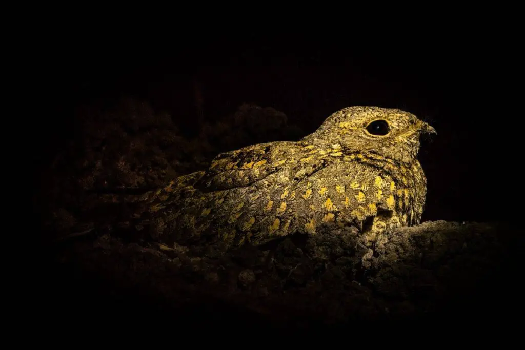 a skye's nightjar bird at night