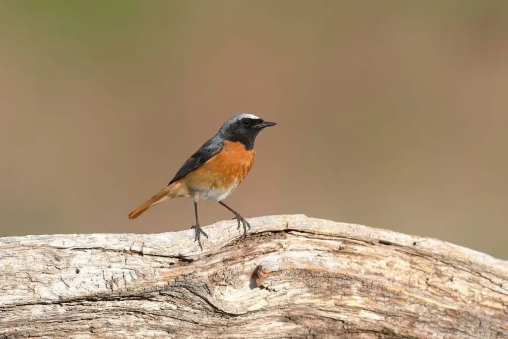 a Redstart bird perched on a log