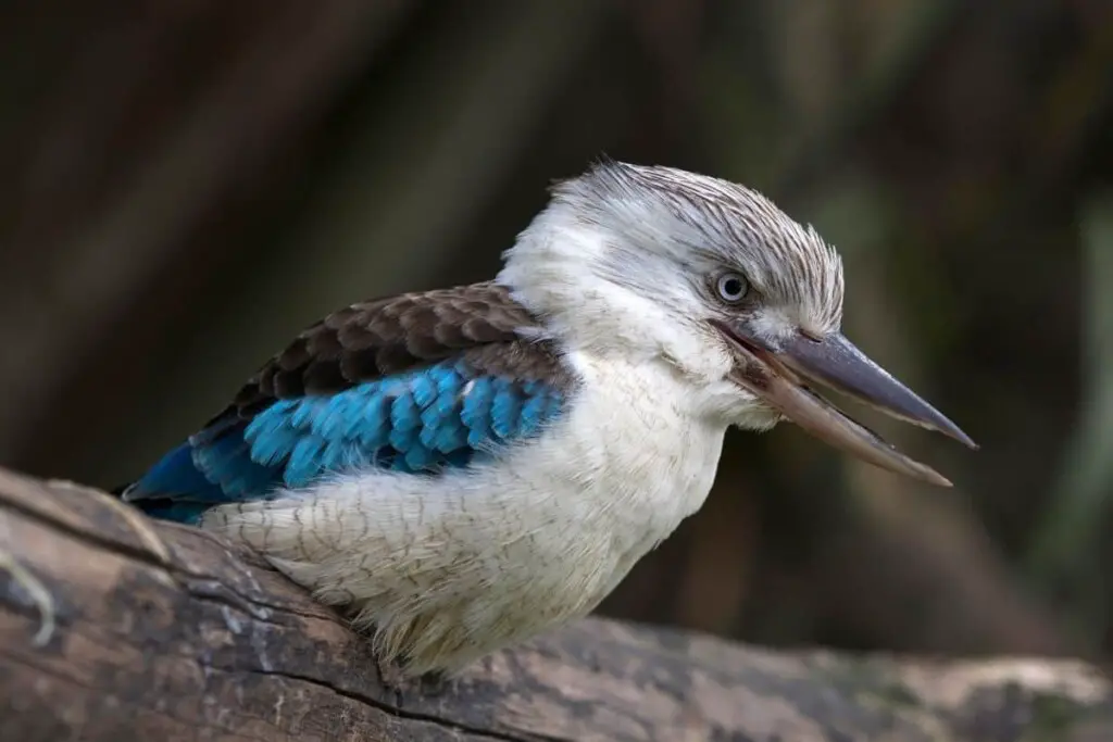 a Blue-winged kookaburra bird