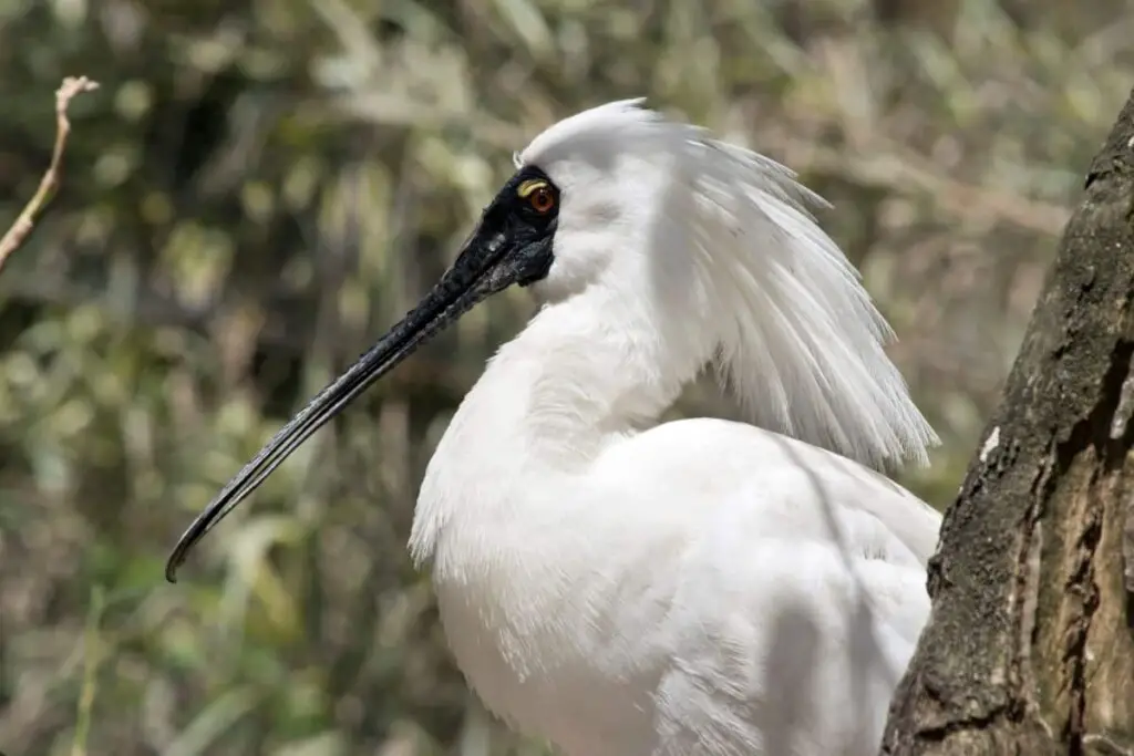 a Royal Spoonbill bird