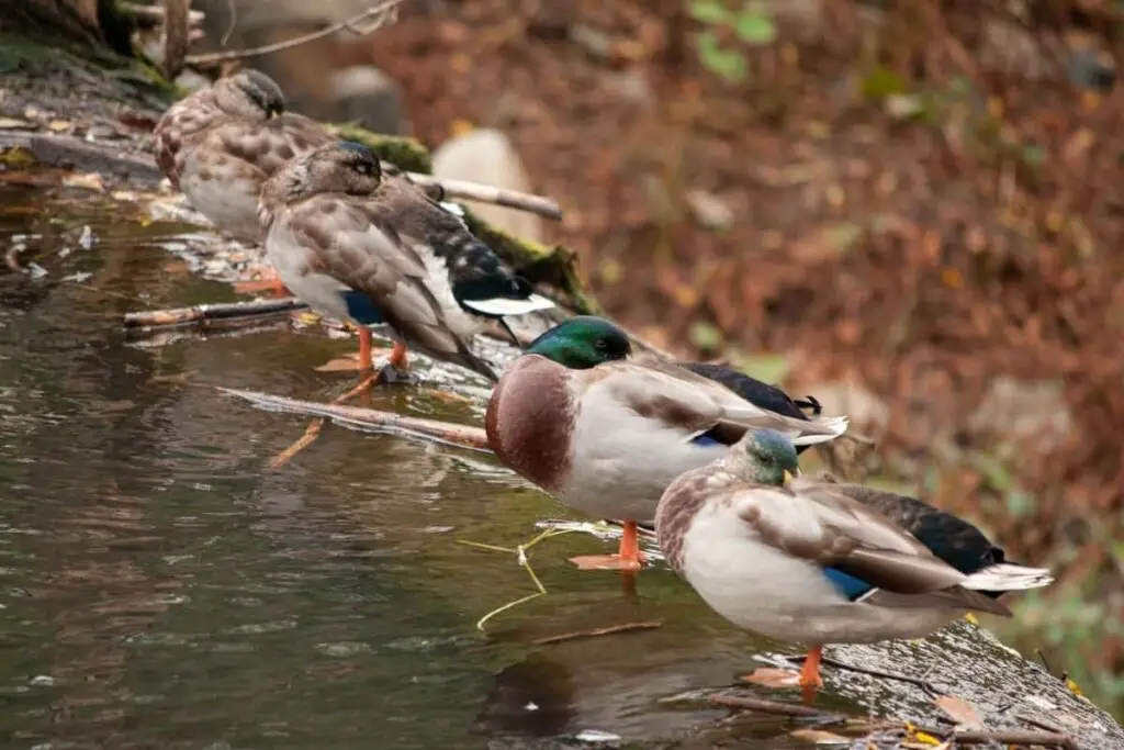 ducks lined up asleep on the edge of a waterfall