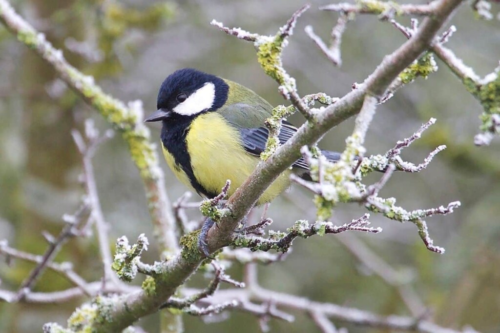 a Great Tit bird perched in a tree