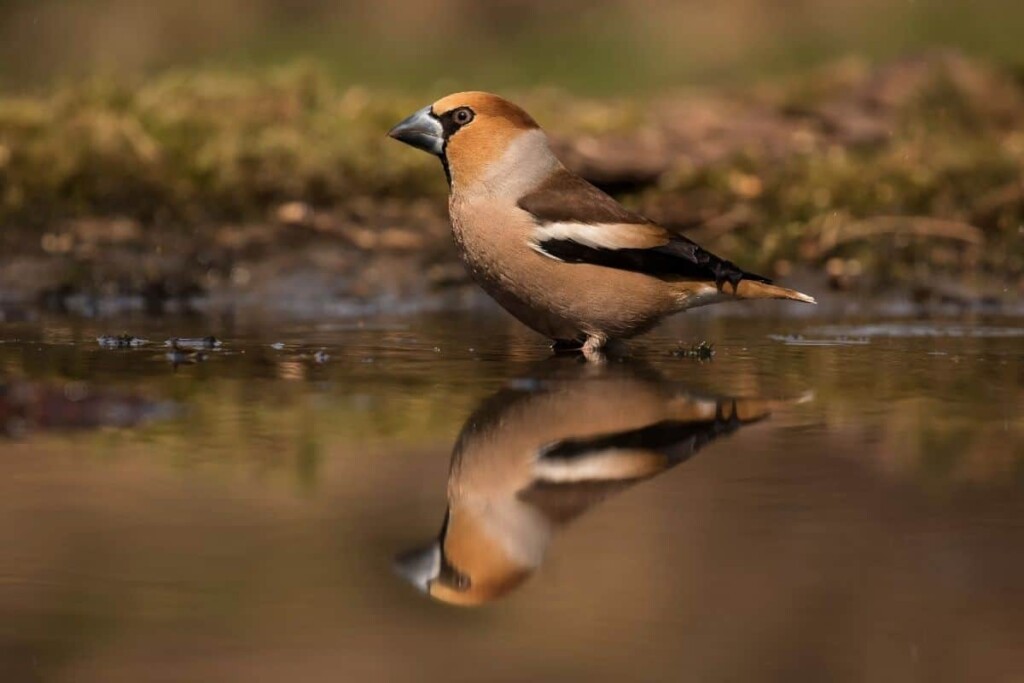 a Hawfinch bird standing in water