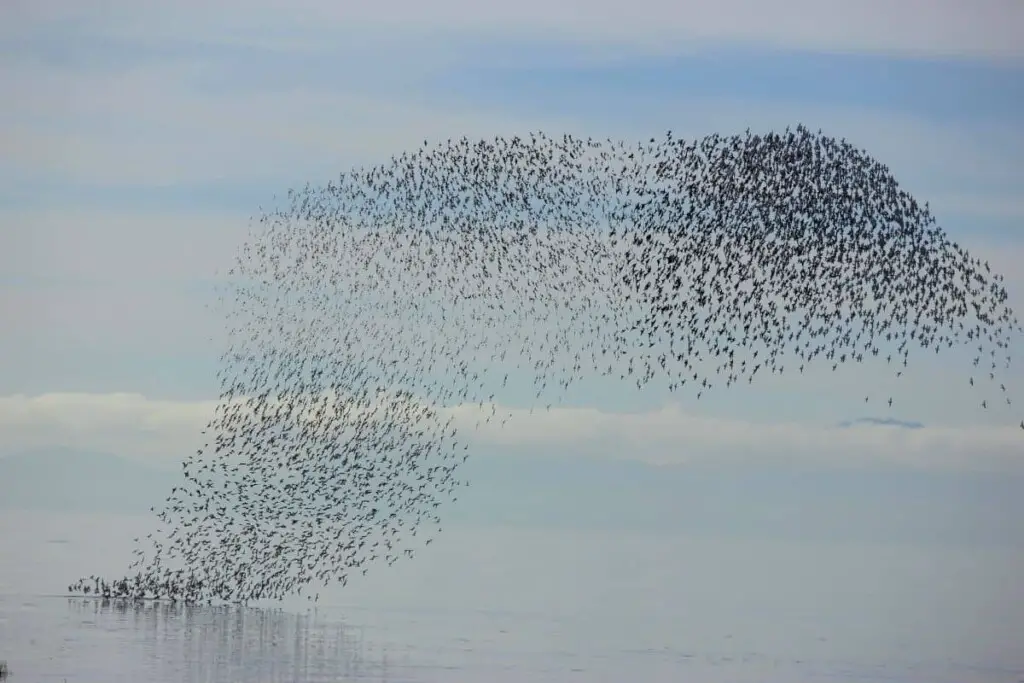 a murmuration of Starling birds